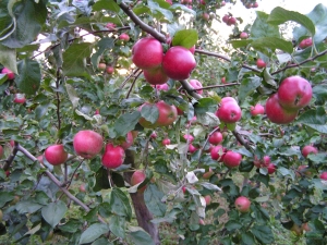  Apple tree Venyaminovskoe: description of the variety, planting and care