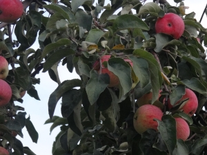  Apple Tree Desired: variety description and tips on agricultural technology