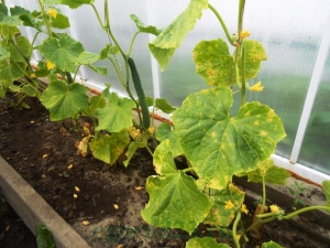  Cucumber leaf diseases and treatment rules