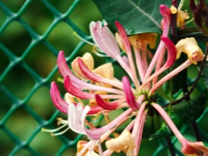  Decorative curly honeysuckle: types, description and care