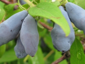 Honeysuckle 