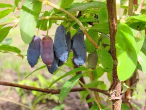  Honeysuckle Nymph: description and cultivation of a variety