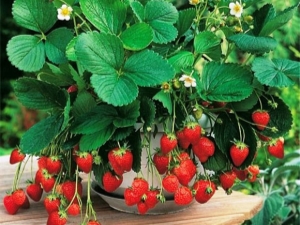  Amppelnaya strawberry: varieties, tips on growing and care