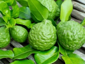  Bergamot: what it is, what it looks like and where the fruits are applied?