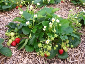  Diseases and pests of strawberries and methods of combating them