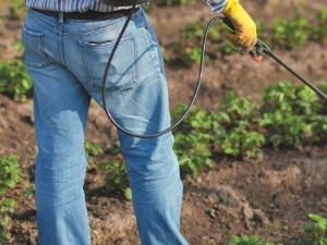  How to treat strawberries from pests and diseases during flowering?