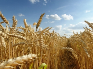  What is the difference between wheat and rye?