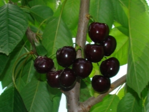  Cherry Dyber black: description of the variety, planting and care