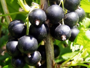  Black currant: planting, growing and care