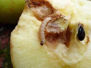  Worm apples: causes and troubleshooting methods