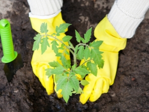  What to put in the hole when planting pepper?