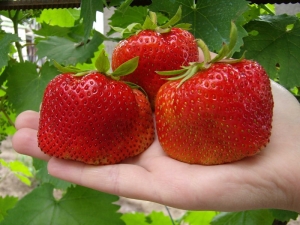 Characteristics and cultivation of the Tsunaki strawberry variety