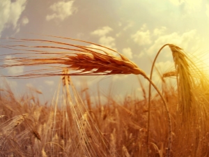  Characteristics of the plant barley