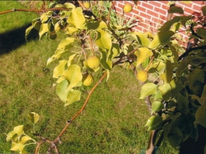  Chlorosis of the apple tree: why does the disease appear and how to get rid of it?