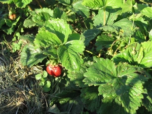 How to deal with strawberry mite on strawberries?