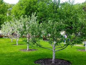  How can I multiply an apple tree?