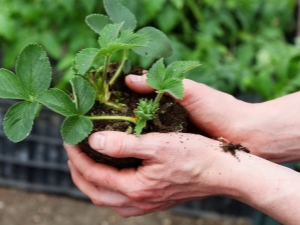  How to transplant strawberries in the summer to a new place?