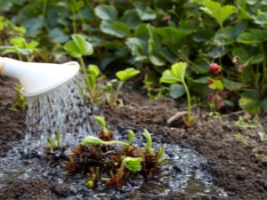  How to water the strawberries?