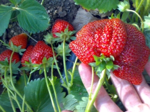  How to grow strawberries Roxana?