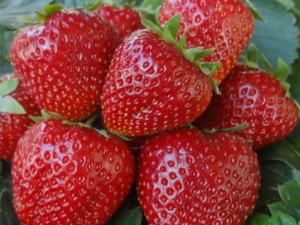  Strawberry Borovitskaya: variety description and cultivation