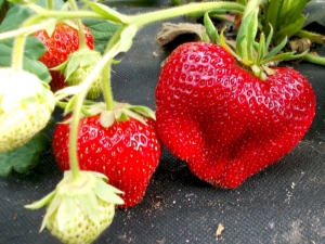  Strawberry Chamora Turusi: variety description, planting and care