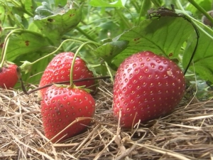  Strawberry Darselect: variety description and cultivation agrotechnics