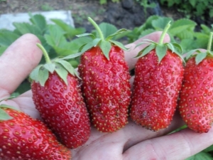  Marvelous Strawberry: variety description and growing tips