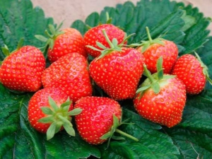  Strawberry Elsanta: characteristic varieties, planting and care