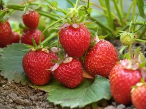  Strawberry Elvira: variety description and cultivation agrotechnics