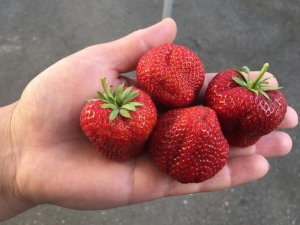  Festival Strawberry: variety description and cultivation features