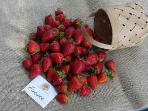  Strawberry Furor: description of the variety and cultivation