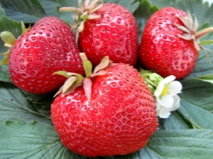  Strawberry Gigantella Maxim: variety description and cultivation