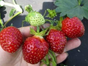  Strawberry Kama: variety description and agricultural technology