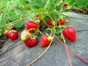  Carmen Strawberry: variety description and cultivation