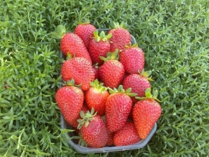  Strawberry Kent: description and features of growing varieties