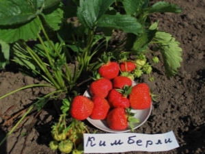  Kimberley Strawberry (Wim Kimberley): Characterization and Cultivation