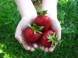  Clery Strawberry: variety description and cultivation agrotechnology