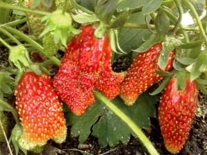  Strawberry Merchant: description and cultivation of a variety