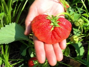  Strawberry Lord: characteristics and agricultural cultivation