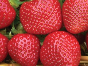  Malvina Strawberry: Description and Cultivation Rules