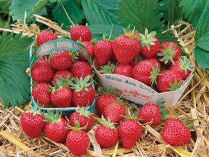  Strawberry Mara de Bois: Characteristics of the variety and cultivation