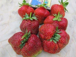  Strawberry Masha: characteristics and characteristics of growing