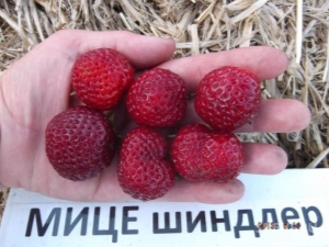  Strawberry Micha Schindler: description and cultivation technology