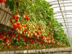  Strawberries in hydroponics: description, pros and cons of the method of growing