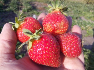  Strawberry Ostara: characteristic of the variety and agricultural technology