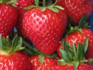  Strawberry Pandora: variety description and cultivation guidelines