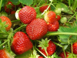  Strawberry Shelf (Polka): opis odmiany, cechy uprawy