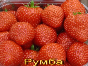  Strawberry Rumba: variety description and cultivation guidelines