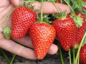  Strawberry Selva: description of the variety and characteristics of cultivation