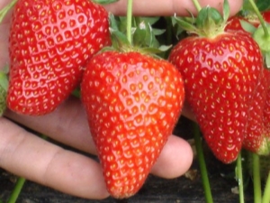  Strawberry Syria: variety description and tips on agricultural technology